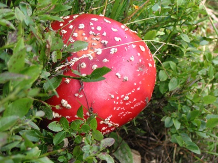 Nei boschi si trovano anche i funghi delle fiabe (da non mangiare !!!)