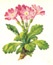 Primula hirsuta