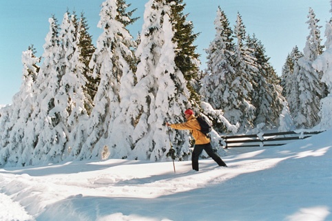 Alberi carichi di neve, lungo le piste di fondo nei pressi di Maria Waldrast.