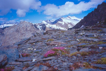 Fiori sulla forcella di Fellaria (sullo sfondo la vedretta Scerscen Inferiore).