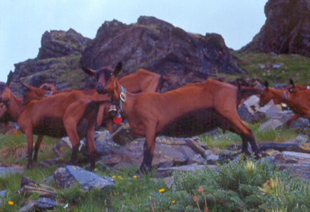 Caprette svizzere (in discesa verso la Val Poschiavo).