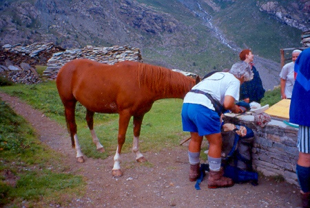 Un cavallo dell'alpe Cembr cerca qualcosa di buono nello zaino di Elio.