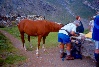 Un cavallo dell'alpe Cembr cerca qualcosa di buono nello zaino di Elio.