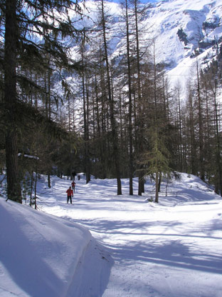 Nel bosco in salita sulla pista di Solda.