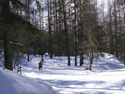 Nel bosco in salita sulla pista di Solda.