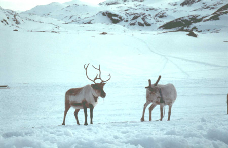 Norvegia - renne nei pressi del rifugio Geiterygghytta.